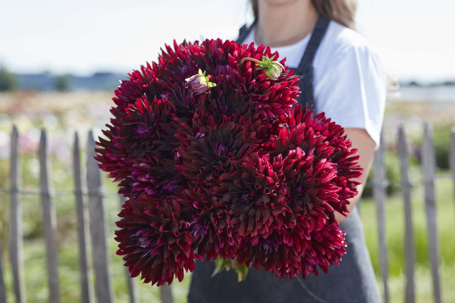 Dahlie 'Holly Hill Black Beauty'